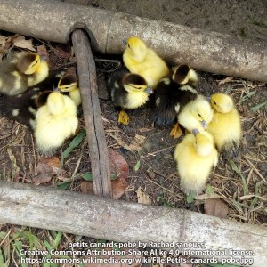 Ducklings photo by Rachad Sanoussi